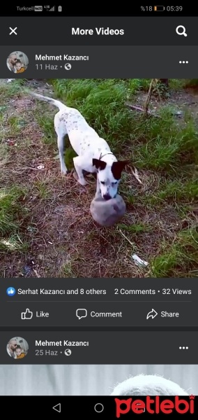 Dogo Arjantin, Köpek  Pablo fotoğrafı