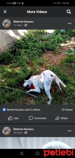 Dogo Arjantin, Köpek  Pablo fotoğrafı