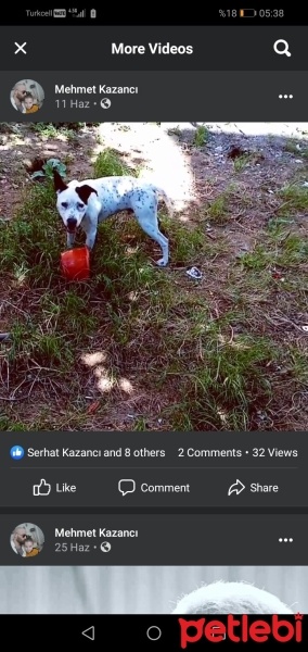 Dogo Arjantin, Köpek  Pablo fotoğrafı