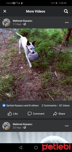 Dogo Arjantin, Köpek  Pablo fotoğrafı