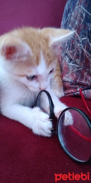 Tekir Kedi, Kedi  Tarçın fotoğrafı