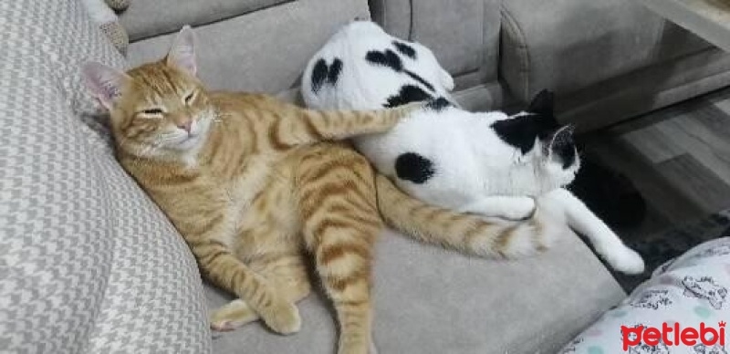 Tekir Kedi, Kedi  Minik fotoğrafı