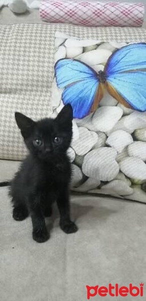Tekir Kedi, Kedi  Zeytin fotoğrafı