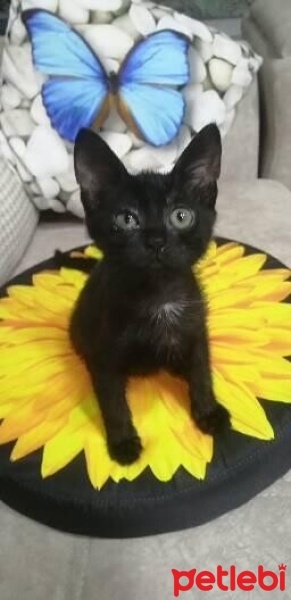 Tekir Kedi, Kedi  Zeytin fotoğrafı