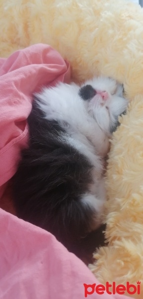 Tekir Kedi, Kedi  Panda fotoğrafı