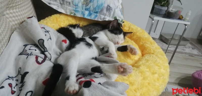 Tekir Kedi, Kedi  Panda fotoğrafı