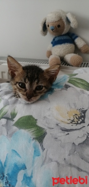 Tekir Kedi, Kedi  Speedy fotoğrafı