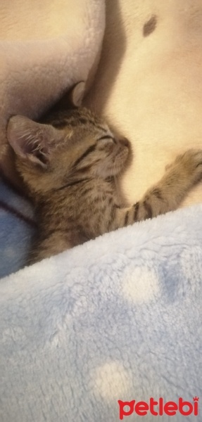Tekir Kedi, Kedi  Speedy fotoğrafı