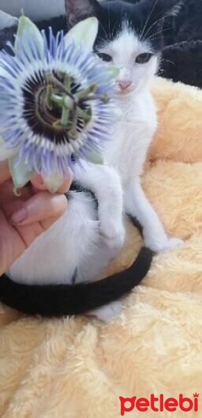 Tekir Kedi, Kedi  Minnoş fotoğrafı