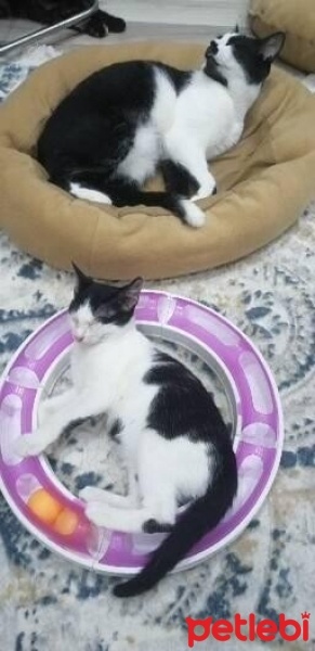 Tekir Kedi, Kedi  Minnoş fotoğrafı