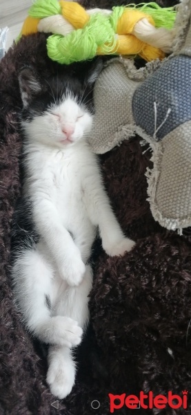 Tekir Kedi, Kedi  Minnoş fotoğrafı