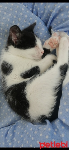 Tekir Kedi, Kedi  Minnoş fotoğrafı