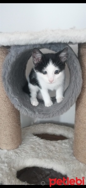 Tekir Kedi, Kedi  Minnoş fotoğrafı