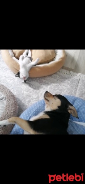 Tekir Kedi, Kedi  Minnoş fotoğrafı