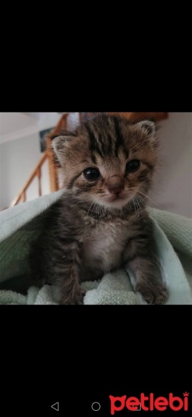 Tekir Kedi, Kedi  Eşkıya fotoğrafı
