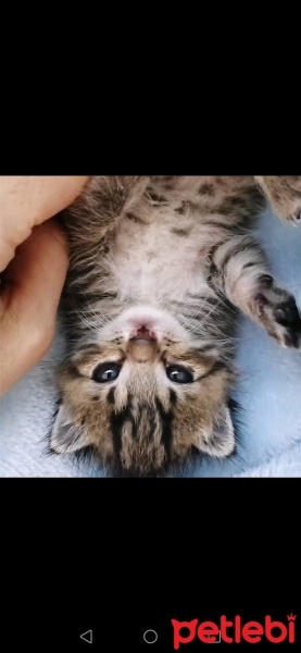 Tekir Kedi, Kedi  Eşkıya fotoğrafı