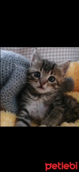 Tekir Kedi, Kedi  Eşkıya fotoğrafı