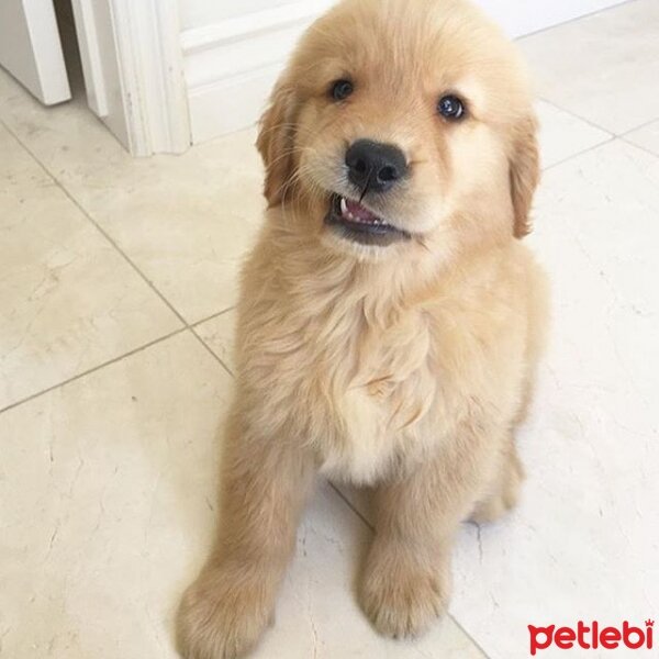 Golden Retriever, Köpek  coco fotoğrafı