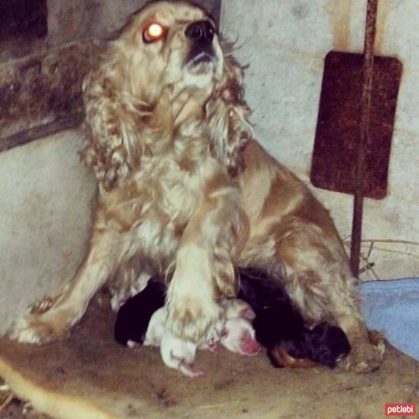 Amerikan Cocker Spaniel, Köpek  zilli fotoğrafı