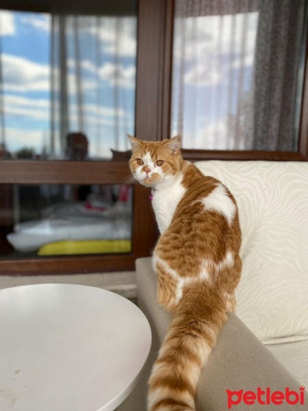 British Shorthair, Kedi  Boncuk fotoğrafı