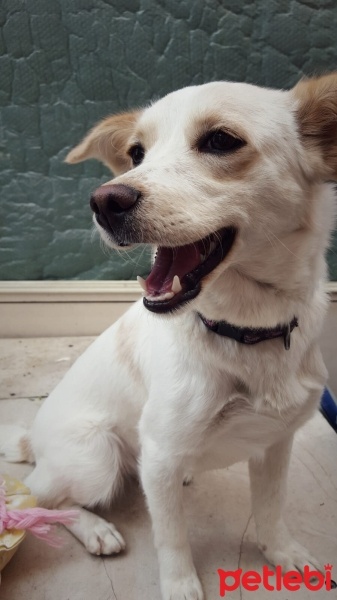 Chihuahua, Köpek  Şeker fotoğrafı