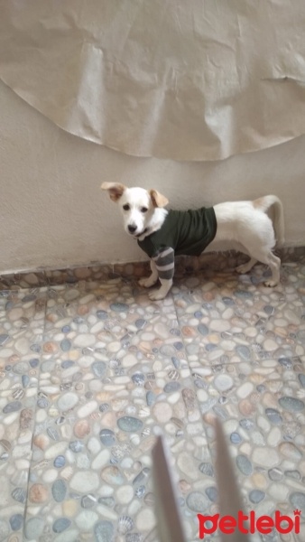 Chihuahua, Köpek  Şeker fotoğrafı
