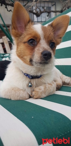 Pomeranyalı, Köpek  sirius fotoğrafı