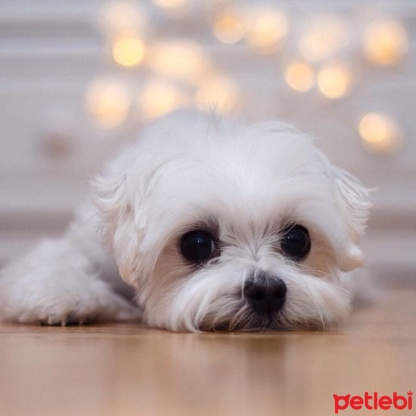 Maltese, Köpek  mari fotoğrafı