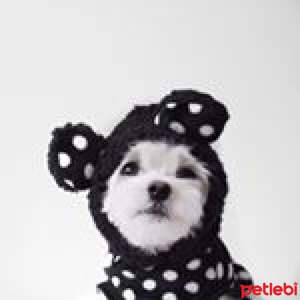 Maltese, Köpek  mari fotoğrafı