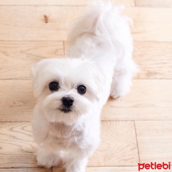 Maltese, Köpek  mari fotoğrafı