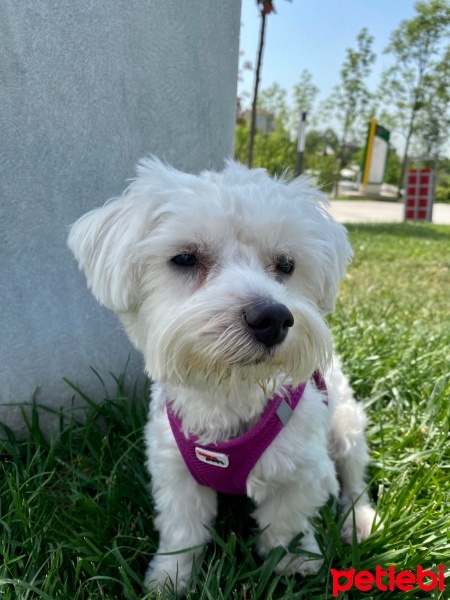 Maltese, Köpek  Şila fotoğrafı