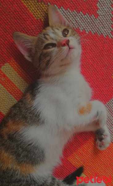 Tekir Kedi, Kedi  suzi fotoğrafı