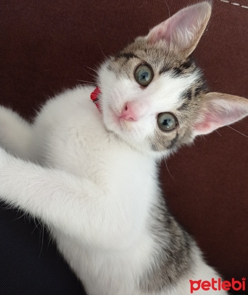 Tekir Kedi, Kedi  Pati fotoğrafı