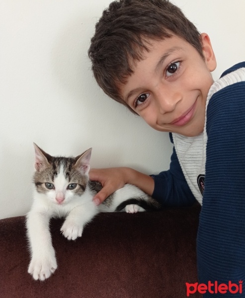 Tekir Kedi, Kedi  Pati fotoğrafı