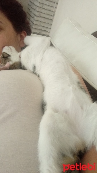 Tekir Kedi, Kedi  Pati fotoğrafı
