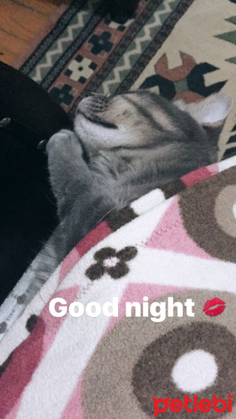 Mavi Rus, Kedi  Pisa fotoğrafı