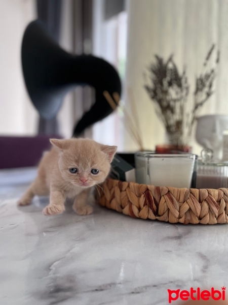 Exotic Shorthair, Kedi  Balım fotoğrafı