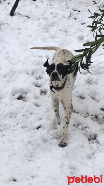Pointer, Köpek  Rex fotoğrafı