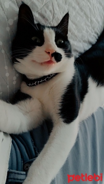 Tuxedo (Smokin) Kedi, Kedi  Mars fotoğrafı