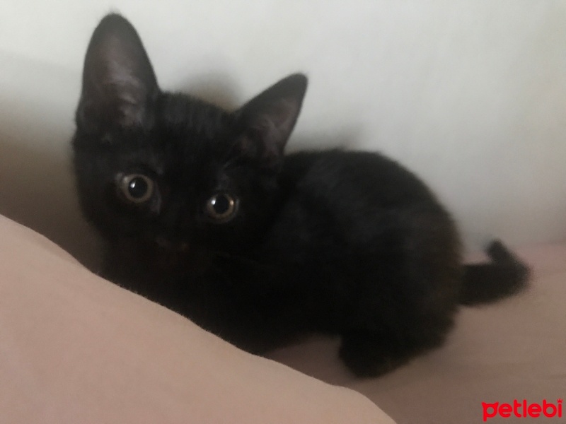 Siyam Kedisi, Kedi  Gölge fotoğrafı