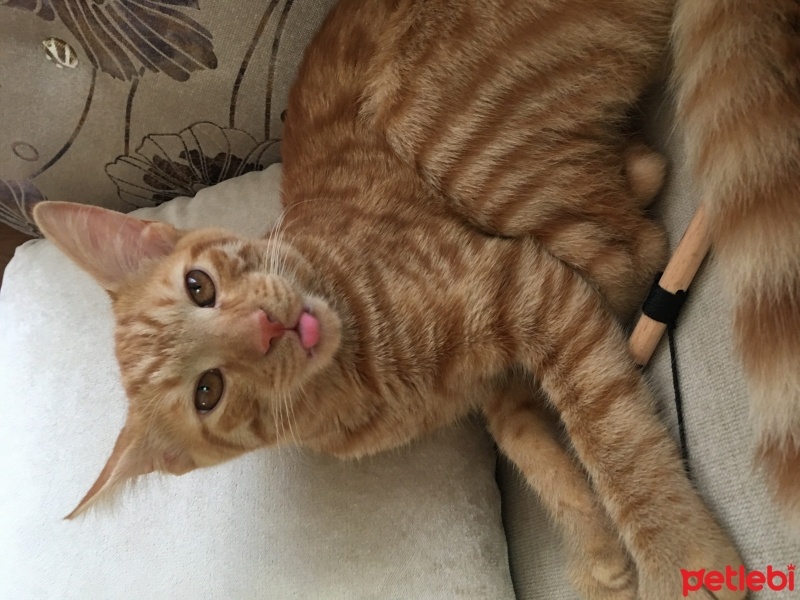 Sarman, Kedi  karamel fotoğrafı
