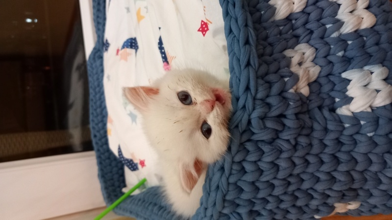 Tekir Kedi, Kedi  Luna fotoğrafı