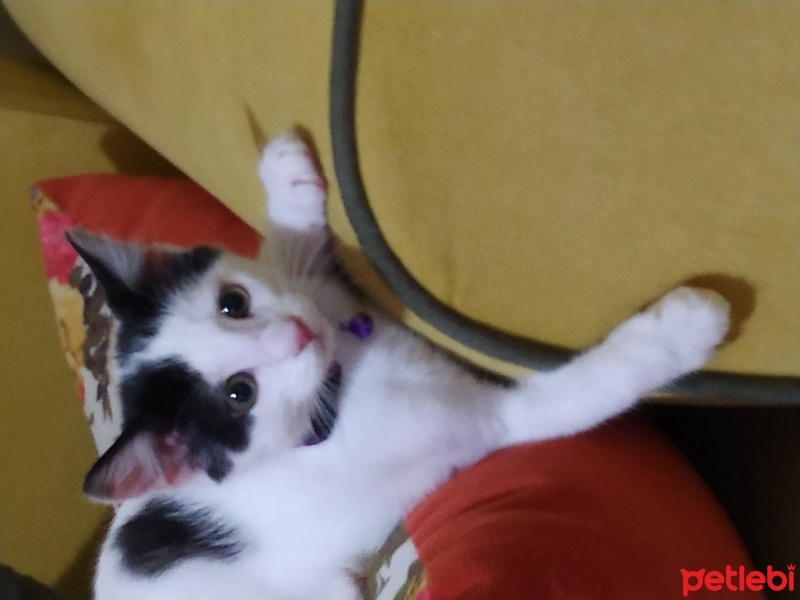 Tekir Kedi, Kedi  Uzay fotoğrafı