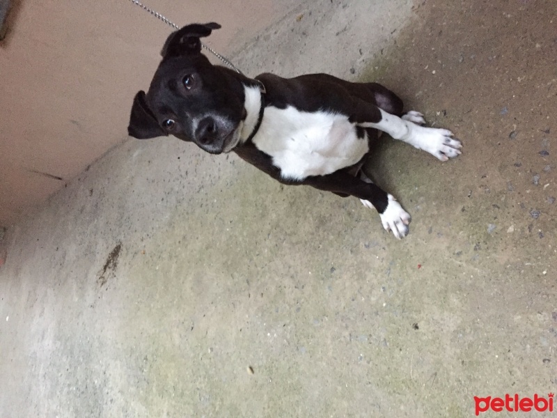 Amerikan Pitbull Terrier, Köpek  Reina fotoğrafı