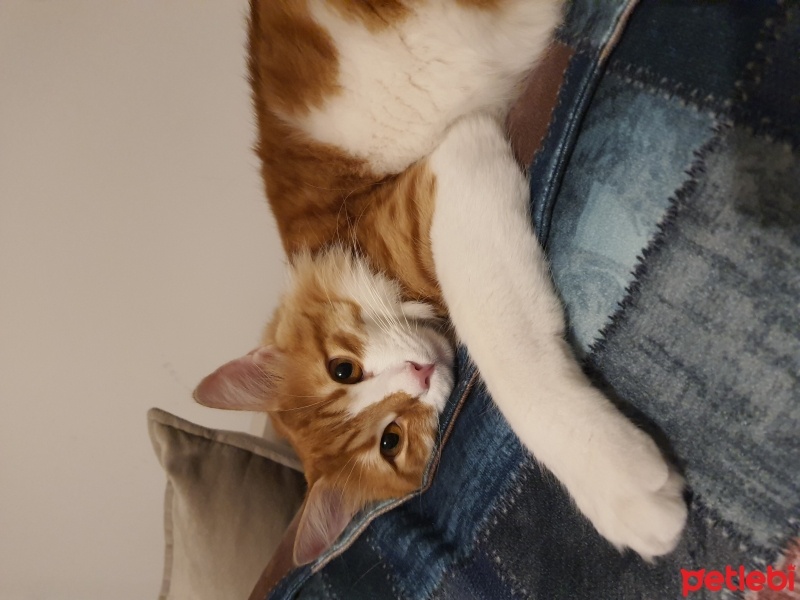 Tekir Kedi, Kedi  Alex fotoğrafı