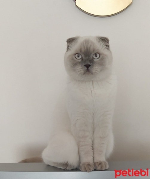Scottish Fold, Kedi  ateş fotoğrafı