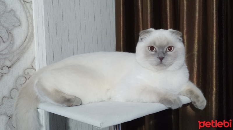 Scottish Fold, Kedi  ateş fotoğrafı