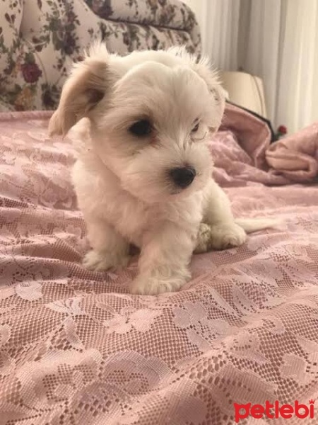 Maltese, Köpek  Gufi fotoğrafı