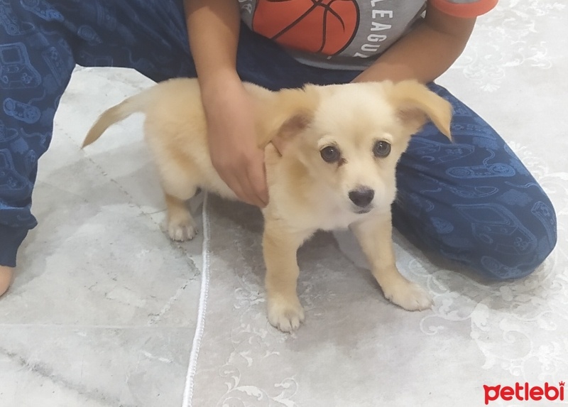 Minyatür Pinscher, Köpek  Rex fotoğrafı