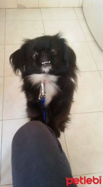 Pekingese, Köpek  paşa fotoğrafı